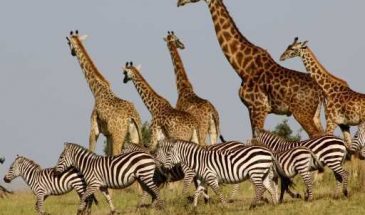 Nairobi National Park (NNP) Half-Day Tour – 5-6 hours