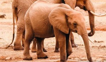 David Sheldrick Elephant Orphanage Tour – 3 Hours