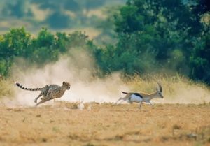 Maasai Mara Safari