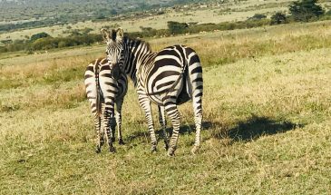 6 Days Amboseli, Lake Elementaita and Maasai Mara Safari