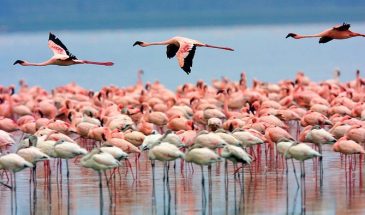 3 Days Lake Nakuru Safari