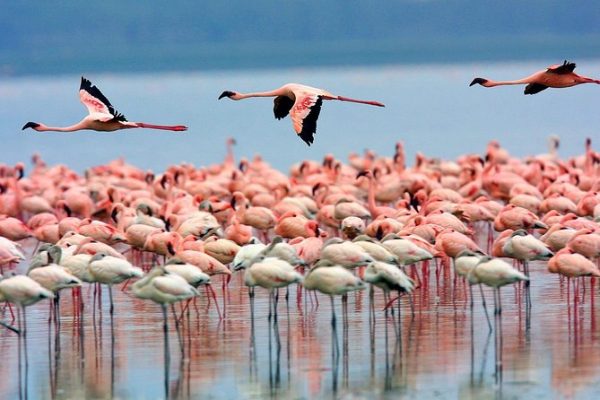 3-Day Lake Nakuru Safari