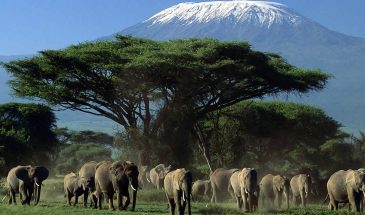 7 Days Amboseli, Tsavo and Mombasa Safari