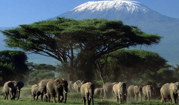 7 Days Amboseli, Naivasha and Maasai Mara Safari