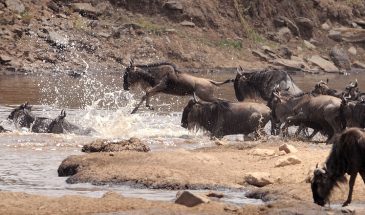 3 Days Maasai Mara Safari