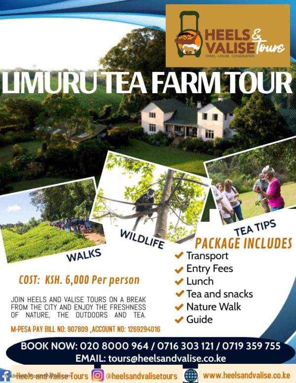 tea farm tour kenya